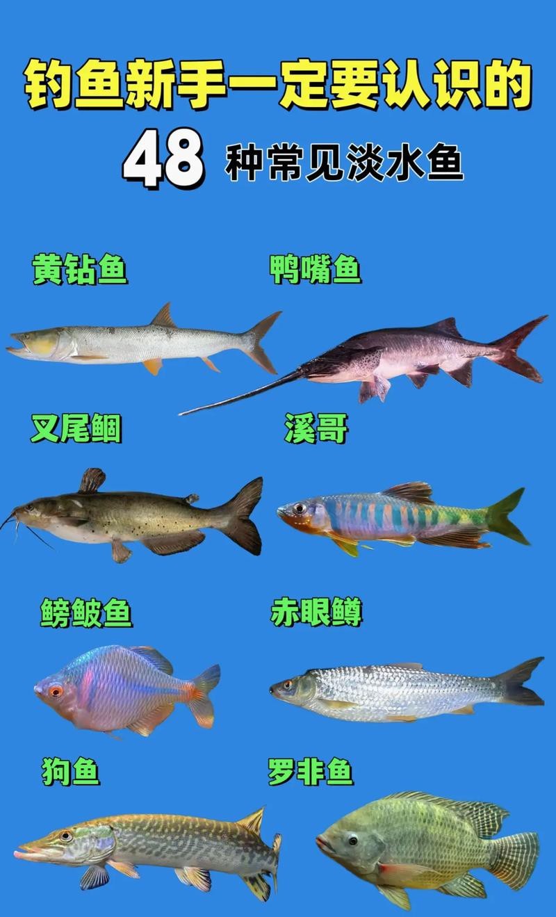 各種魚圖片大全【20種常見海魚大盤點，你最愛哪一種麥田守望年虞沐】