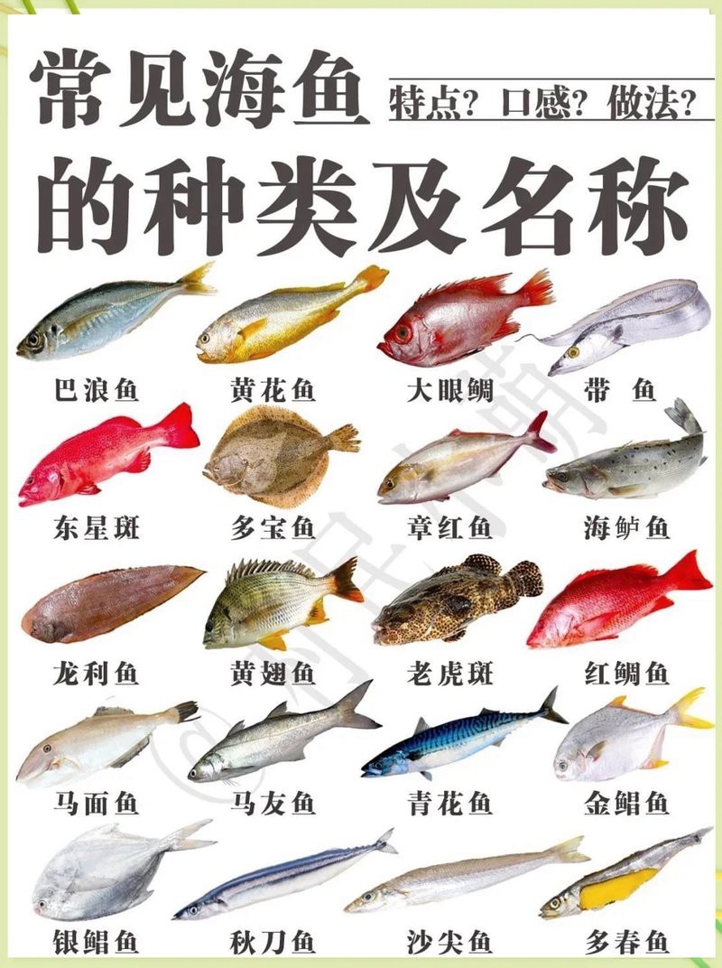 各種魚圖片大全【20種常見海魚大盤點，你最愛哪一種麥田守望年虞沐】
