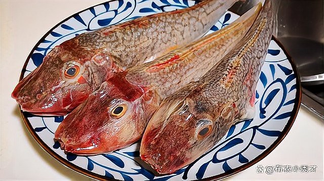 各種魚圖片大全【20種常見海魚大盤點，你最愛哪一種麥田守望年虞沐】