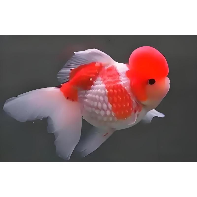 紅尾皇冠魚是什么魚【《紅尾皇冠魚是什么魚》*紅尾皇冠魚是什么魚】