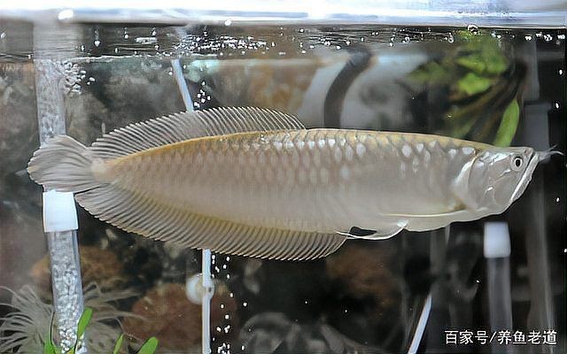 土霉素對龍魚有害嗎？【土霉素可以一直泡著魚嗎土霉素可以一直泡著魚嗎】