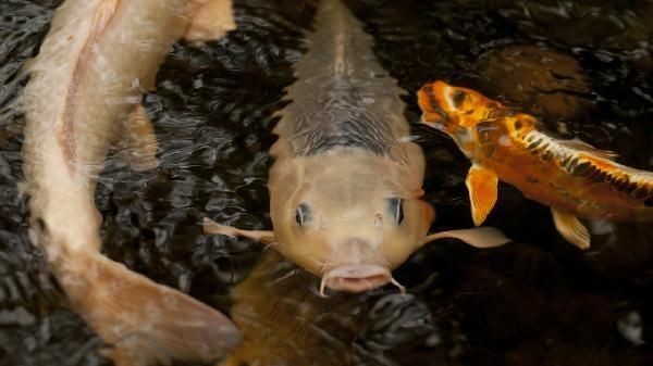 土霉素對龍魚有害嗎？【土霉素可以一直泡著魚嗎土霉素可以一直泡著魚嗎】