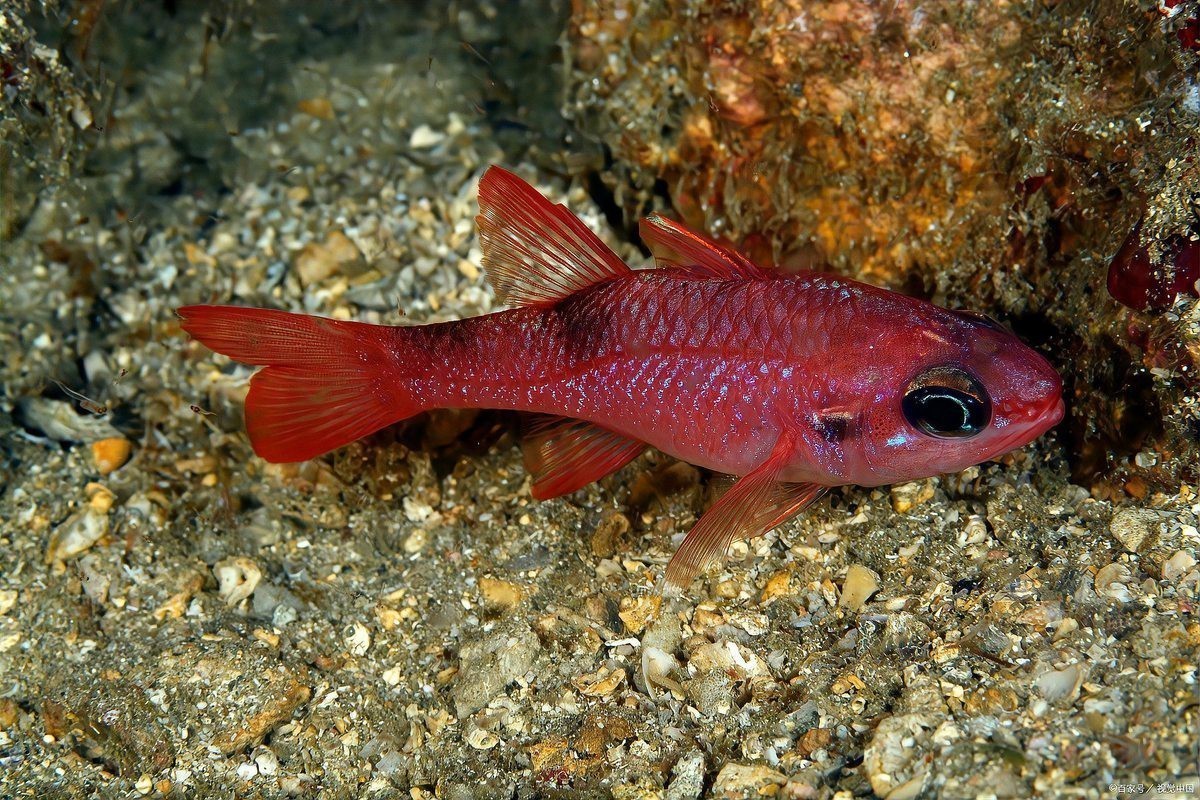 地圖魚一年能長多大【地圖魚一年的生長情況、影響因素以及科學的飼養方法】 地圖魚一年能長多大【地圖魚一年的生長情況、影響因素以及科學的飼養方法】 龍魚論壇 第6張