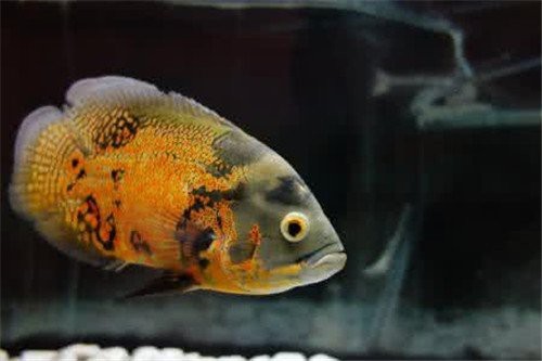 地圖魚一年能長多大【地圖魚一年的生長情況、影響因素以及科學的飼養方法】 地圖魚一年能長多大【地圖魚一年的生長情況、影響因素以及科學的飼養方法】 龍魚論壇 第4張