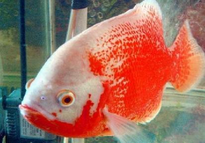 地圖魚一年能長多大【地圖魚一年的生長情況、影響因素以及科學的飼養方法】 地圖魚一年能長多大【地圖魚一年的生長情況、影響因素以及科學的飼養方法】 龍魚論壇 第5張