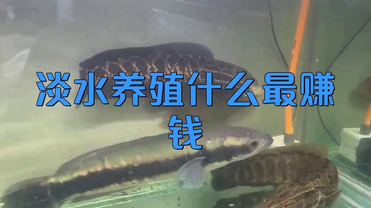 能詳細介紹幾個高利潤淡水魚品種嗎？【養淡水魚哪種魚最掙錢】