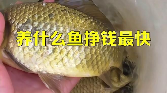 能詳細介紹幾個高利潤淡水魚品種嗎？【養淡水魚哪種魚最掙錢】