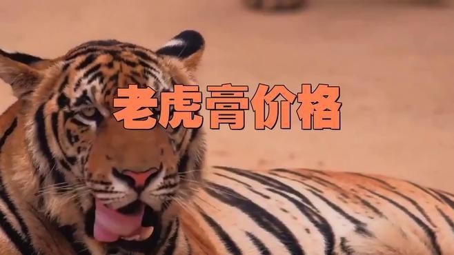 老虎膏價格200一瓶【老虎膏價格200元一瓶】