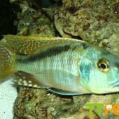 紅龍王慈鯛介紹大全【如何飼養紅龍王慈鯛】 龍魚論壇 第7張 紅龍王慈鯛介紹大全【如何飼養紅龍王慈鯛】 紅龍王慈鯛介紹大全【如何飼養紅龍王慈鯛】 龍魚論壇 第7張