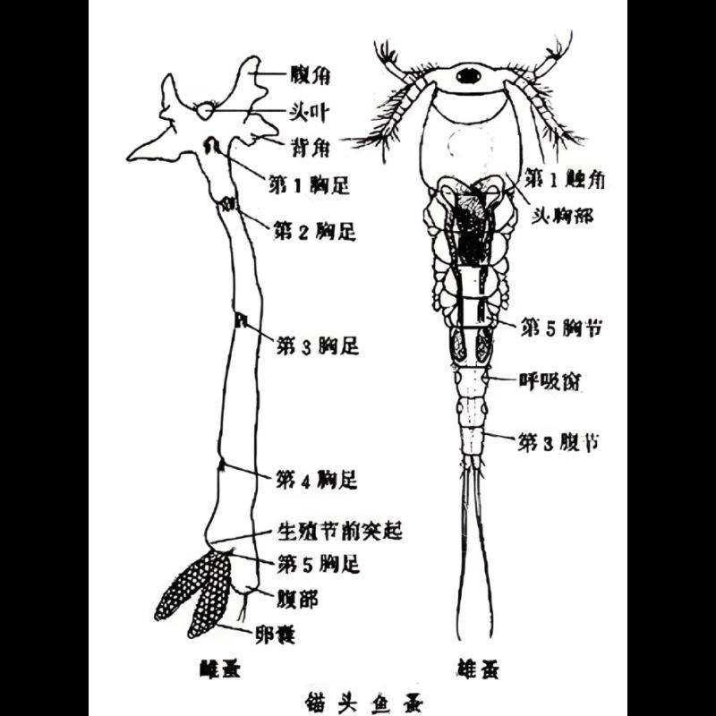 能詳細描述一下錨頭鳋的生活史嗎？【錨頭[需手動填充]生活史】