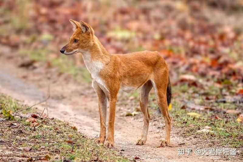 老撾有狼嗎【祁連山「紅毛狗」豺群現身祁連山腹地回歸意味著什么】