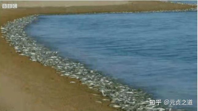 魚在玄學中代表什么【玄學解析魚夢解析：\