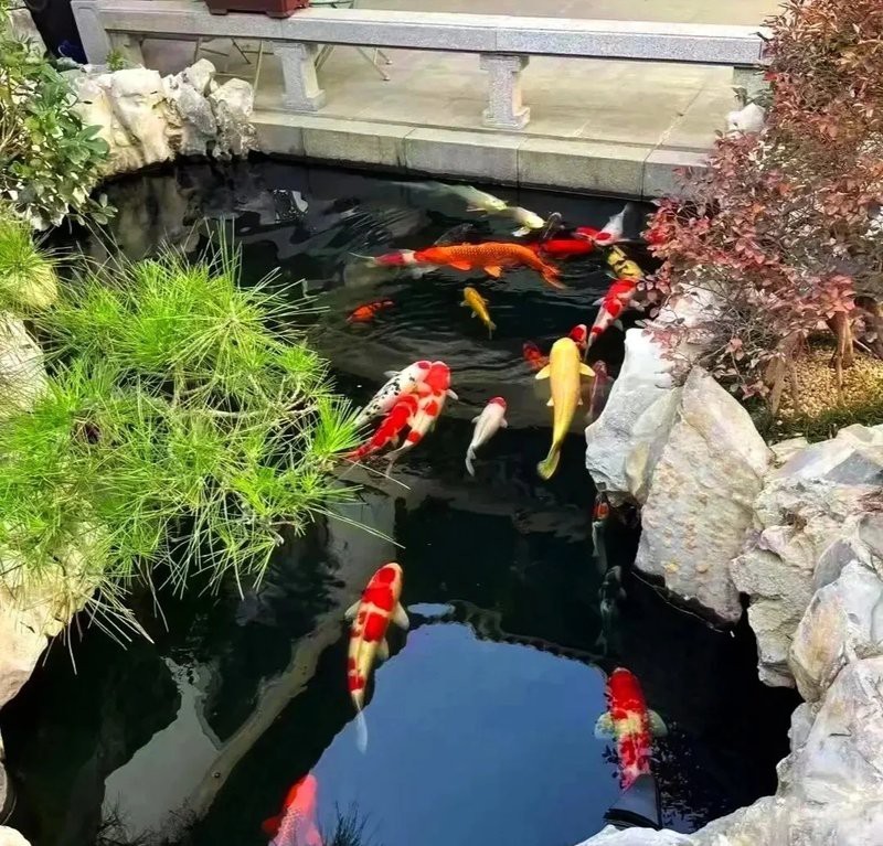 魚在玄學中代表什么【玄學解析魚夢解析：\