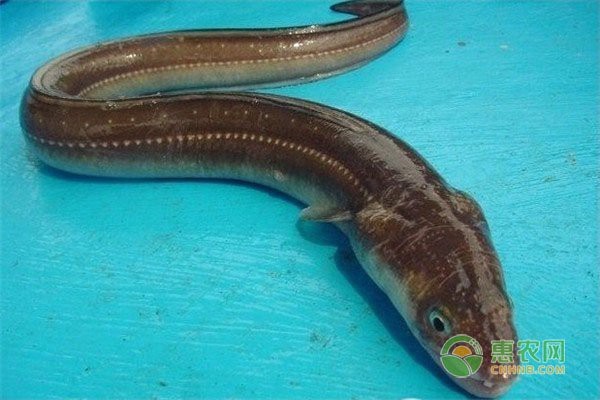 青島鰻鱗魚多少錢一斤【2025年8月青島鰻鱗魚市場價格波動幅度可達13元】