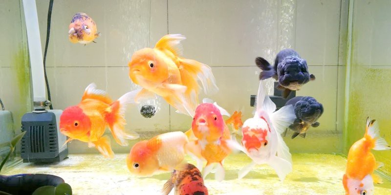 5條魚最旺什么人【5條魚的寓意是什么意思】 5條魚最旺什么人【5條魚的寓意是什么意思】 龍魚論壇 第3張