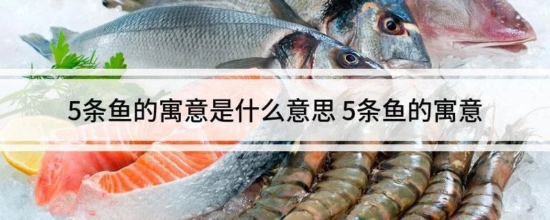 5條魚最旺什么人【5條魚的寓意是什么意思】 5條魚最旺什么人【5條魚的寓意是什么意思】 龍魚論壇 第2張