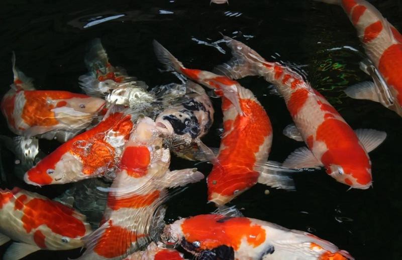 5條魚最旺什么人【5條魚的寓意是什么意思】 5條魚最旺什么人【5條魚的寓意是什么意思】 龍魚論壇 第7張