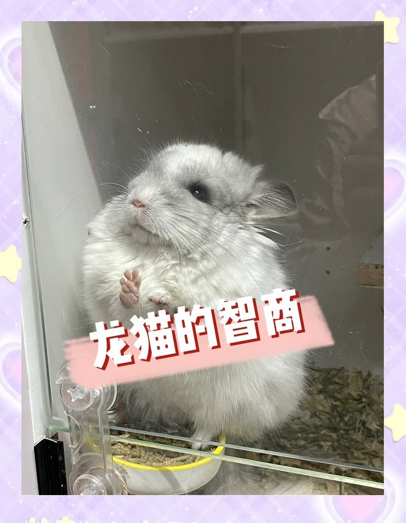 龍貓和貓咪哪個(gè)更聰明？【關(guān)于龍貓和貓咪哪個(gè)更聰明的)理解群體規(guī)能力】