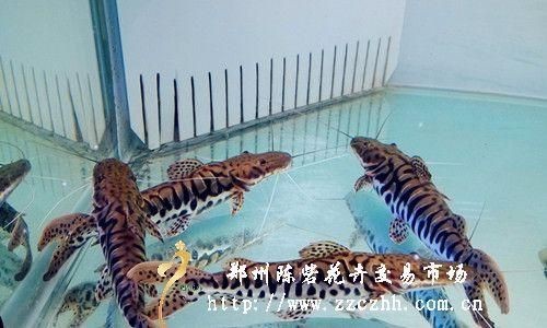 虎皮鴨嘴鯰吃東西【虎皮鴨嘴鯰的攝食技術】 虎皮鴨嘴鯰吃東西【虎皮鴨嘴鯰的攝食技術】 龍魚論壇 第7張