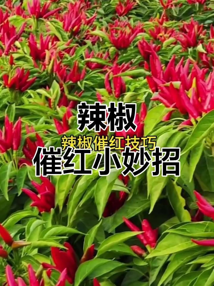 辣椒遲遲不變紅的原因【辣椒遲遲不變紅可能由多種因素導致】 辣椒遲遲不變紅的原因【辣椒遲遲不變紅可能由多種因素導致】 龍魚百科 第5張