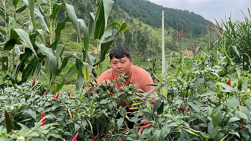 辣椒遲遲不變紅的原因【辣椒遲遲不變紅可能由多種因素導致】 辣椒遲遲不變紅的原因【辣椒遲遲不變紅可能由多種因素導致】 龍魚百科 第2張