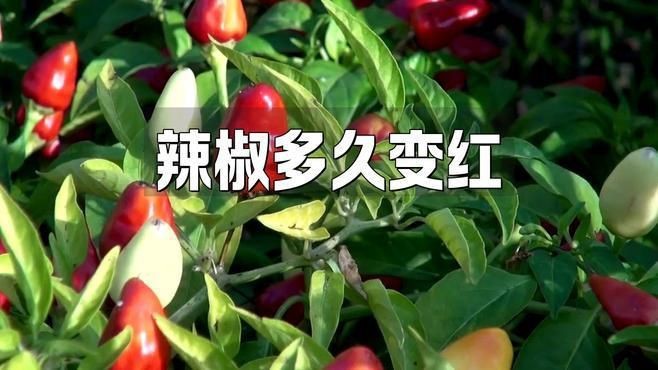 辣椒遲遲不變紅的原因【辣椒遲遲不變紅可能由多種因素導致】 辣椒遲遲不變紅的原因【辣椒遲遲不變紅可能由多種因素導致】 龍魚百科 第3張