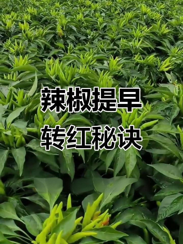 辣椒遲遲不變紅的原因【辣椒遲遲不變紅可能由多種因素導致】 辣椒遲遲不變紅的原因【辣椒遲遲不變紅可能由多種因素導致】 龍魚百科 第4張