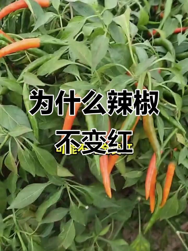 辣椒遲遲不變紅的原因【辣椒遲遲不變紅可能由多種因素導致】 辣椒遲遲不變紅的原因【辣椒遲遲不變紅可能由多種因素導致】 龍魚百科 第1張