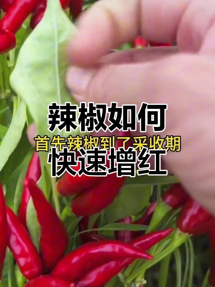 辣椒遲遲不變紅的原因【辣椒遲遲不變紅可能由多種因素導致】 辣椒遲遲不變紅的原因【辣椒遲遲不變紅可能由多種因素導致】 龍魚百科 第6張