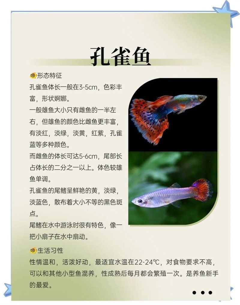 適合初學者的熱帶魚種【這幾種熱帶魚好養到“閉眼都能活”,直接抄作業小愛寵物生活百科】