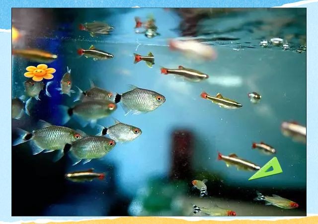 適合初學者的熱帶魚種【這幾種熱帶魚好養到“閉眼都能活”,直接抄作業小愛寵物生活百科】