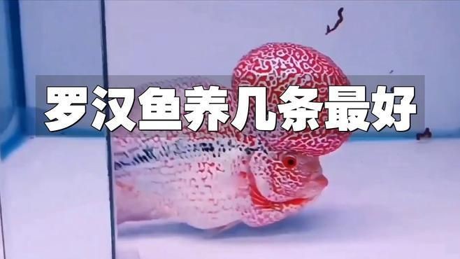 羅漢魚一般養(yǎng)幾條為好