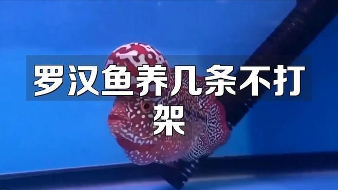 羅漢魚一般養幾條為好 羅漢魚一般養幾條為好 龍魚百科 第4張