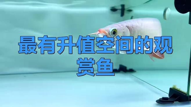 未來龍魚市場有哪些投資潛力品種？【揭秘龍魚市場的創(chuàng)業(yè)機(jī)遇與前景】 未來龍魚市場有哪些投資潛力品種？【揭秘龍魚市場的創(chuàng)業(yè)機(jī)遇與前景】 龍魚百科 第2張