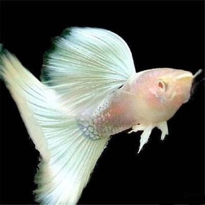 紅龍魚綠皮戰車兌換碼最新版2023【紅龍魚綠皮戰車2023年最新版兌換碼成為眾多關注的焦點】 紅龍魚綠皮戰車兌換碼最新版2023【紅龍魚綠皮戰車2023年最新版兌換碼成為眾多關注的焦點】 龍魚論壇 第1張