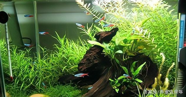 金龍魚缸清潔多久進行一次？【金龍魚缸清潔有哪些步驟？】
