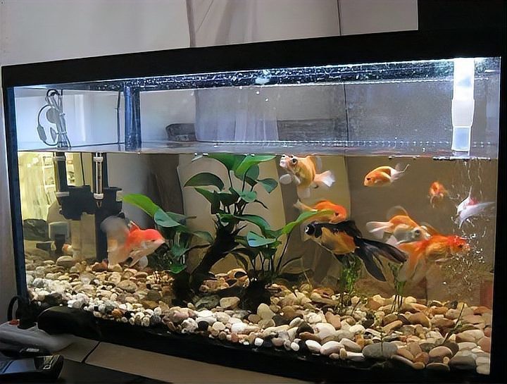 金龍魚缸清潔多久進行一次？【金龍魚缸清潔有哪些步驟？】