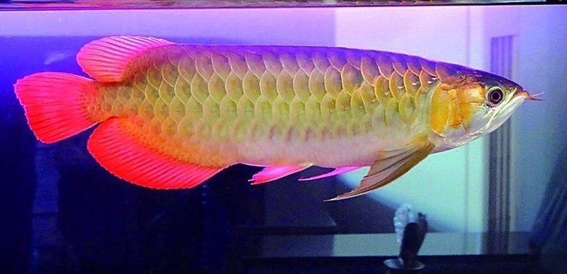 金龍魚缸清潔多久進行一次？【金龍魚缸清潔有哪些步驟？】
