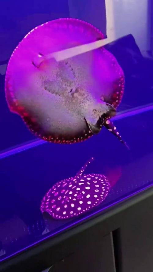 給我一些招財(cái)龍魚混養(yǎng)的圖片【招財(cái)龍魚混養(yǎng)圖片】