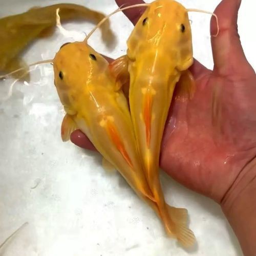 給我一些招財(cái)龍魚混養(yǎng)的圖片【招財(cái)龍魚混養(yǎng)圖片】