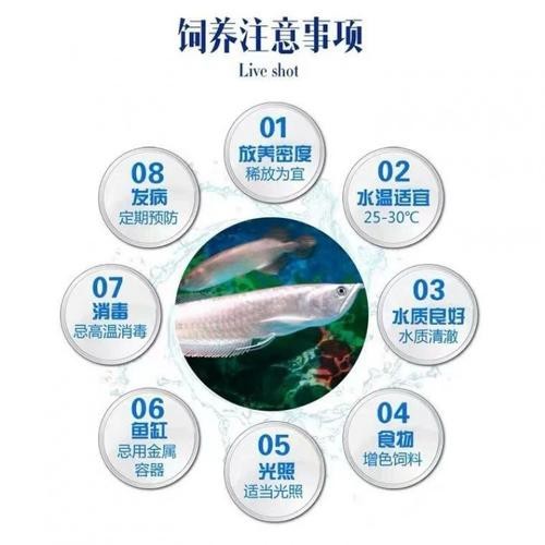 給我一些招財(cái)龍魚混養(yǎng)的圖片【招財(cái)龍魚混養(yǎng)圖片】