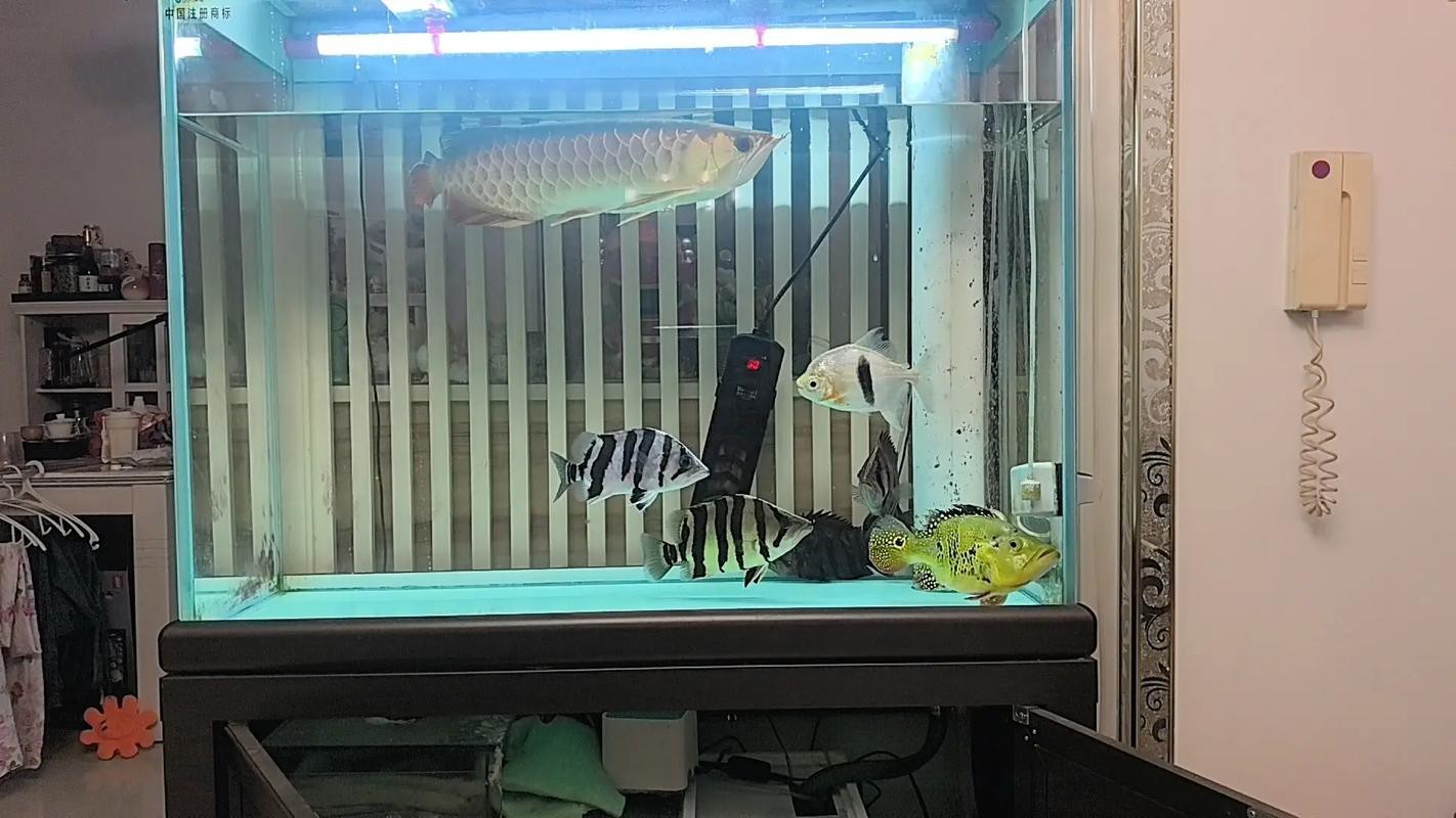 給我一些招財(cái)龍魚混養(yǎng)的圖片【招財(cái)龍魚混養(yǎng)圖片】