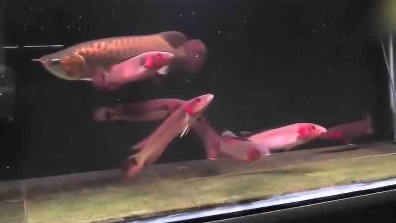 馬來西亞紅龍魚視頻【《馬來西亞紅龍魚視頻:領略獨特水族魅力》】 龍魚百科 第4張 馬來西亞紅龍魚視頻【《馬來西亞紅龍魚視頻:領略獨特水族魅力》】 馬來西亞紅龍魚視頻【《馬來西亞紅龍魚視頻:領略獨特水族魅力》】 龍魚百科 第4張