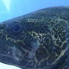 虎斑淡水魚【虎斑淡水魚的特性】