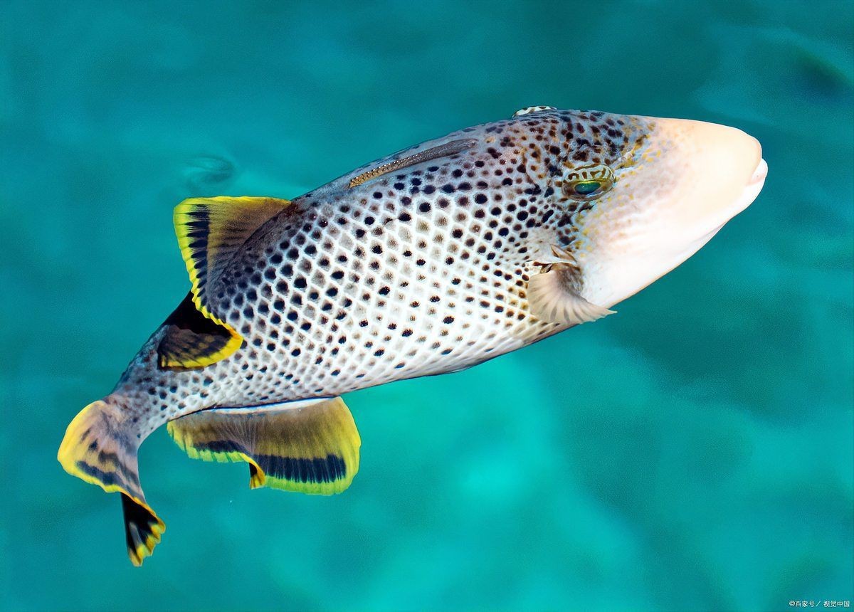 虎斑淡水魚【虎斑淡水魚的特性】 虎斑淡水魚【虎斑淡水魚的特性】 龍魚論壇 第5張