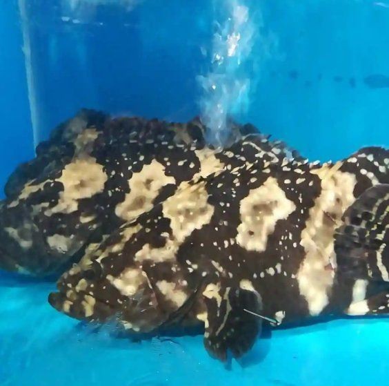 虎斑淡水魚【虎斑淡水魚的特性】 虎斑淡水魚【虎斑淡水魚的特性】 龍魚論壇 第7張