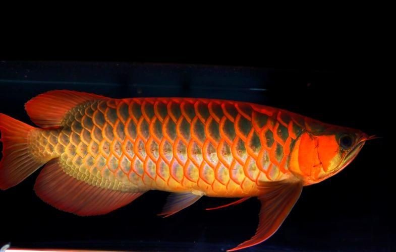龍魚養(yǎng)幾條風水最好圖片【龍魚養(yǎng)幾條在風水上最佳】