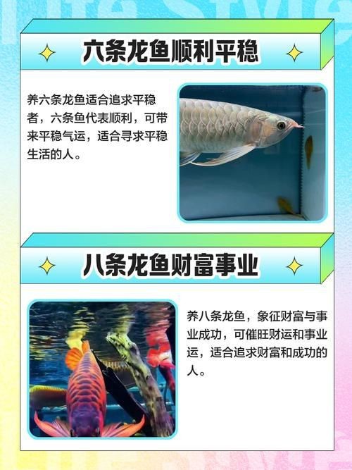 龍魚養(yǎng)幾條風水最好圖片【龍魚養(yǎng)幾條在風水上最佳】