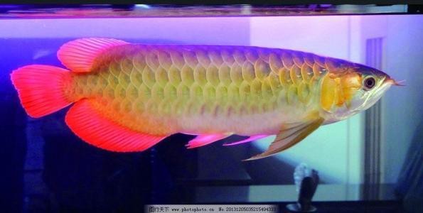 白缸養古典金龍需要多大的空間？【養金龍魚需要多大的缸寵物訓練師】
