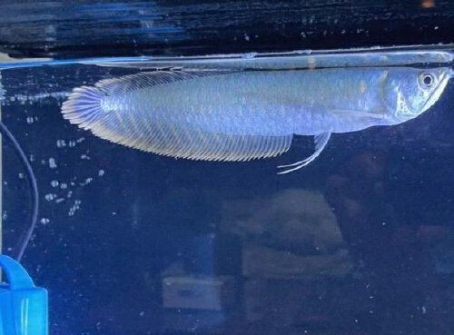 銀龍魚認識主人嗎【銀龍魚多久能認出主人】